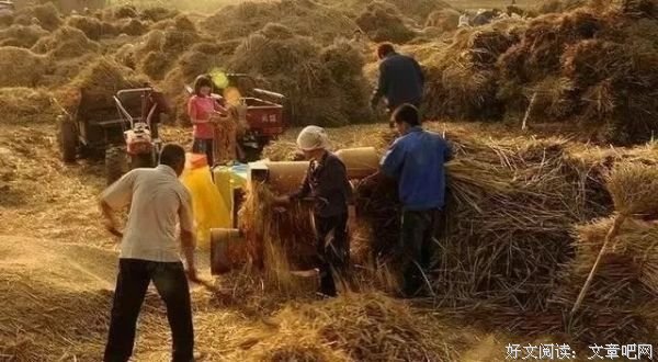 致麦收：穷人家的孩子，要活成一棵麦子