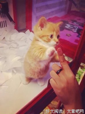 你不过是恰巧遇到了那只猫