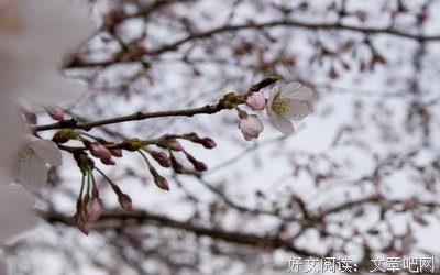 专 栏 ︱ 日 本 特 色 小 物