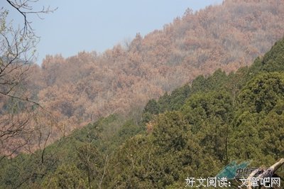 描写木兰的经典句子