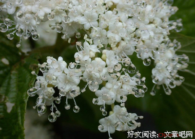 娇小的句子