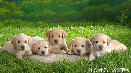 关于狗仗人势名言名句