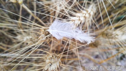 朗诵：芒种--麦芒上吟唱，希望在路上