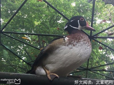 安好：与喜欢的在一起 | 原乡文学奖征文（散文）