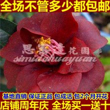 深红色的迷宫经典读后感10篇