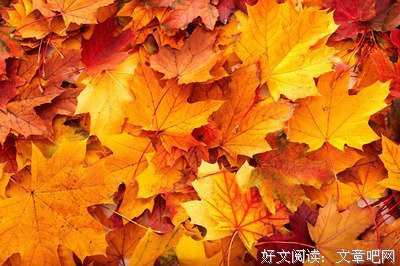 最全的《金色的风》语录摘抄大全