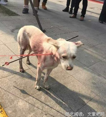 那些看起来很酷的人，背地里活得跟狗一样