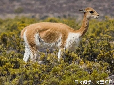 美洲豹阳光下读后感10篇