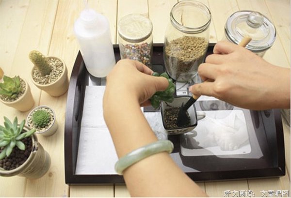 新人养多肉零失败读后感精选10篇