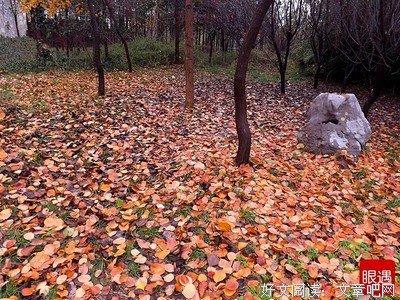 秋叶一雨名句欣赏