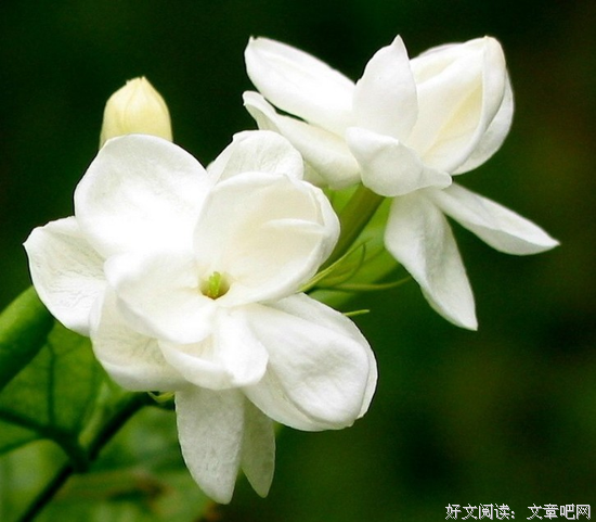 茉莉的名句_关于茉莉的名句