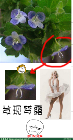 最经典的《花神传》经典名句
