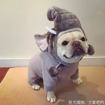 三个卖狗人，给你上一堂别样的营销课