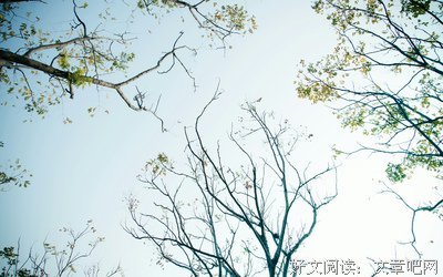 最全的《繁枝》经典语录