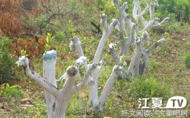 有关能工巧匠的美句摘抄