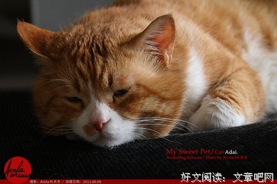忘记呼吸的猫名句欣赏