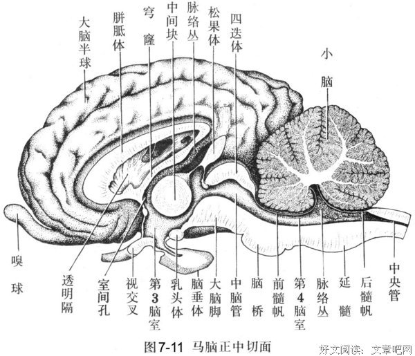关于中枢神经的格言