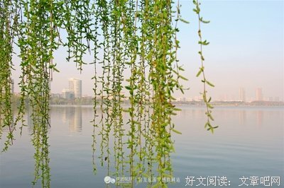 关于柳色青的语句