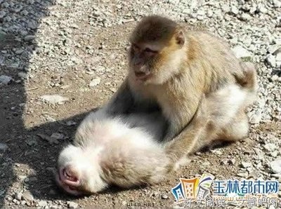 关于都市畸形爱情