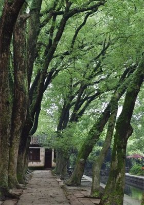 “情人眼里出西施”的下一句原来是这个？大开眼界！