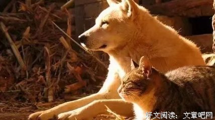 八大灵性动物，不可杀，不可食！一定要警惕！