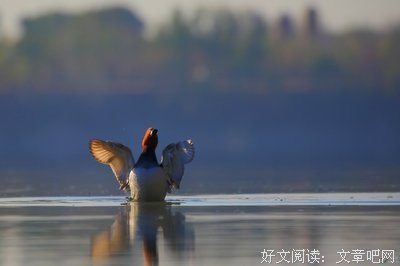 都是鸟儿惹的祸