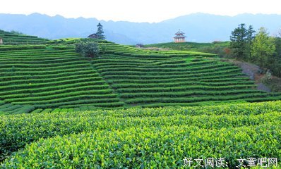文乡情怀｜那片绿的爱恋