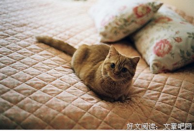 15条关于霸道的经典语句