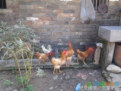 蛋生人与人生蛋经典读后感10篇