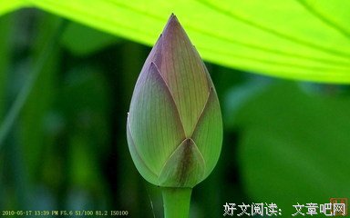 朗诵：六月荷花别样红