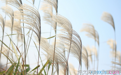 最经典的《四月是你的谎言》佳句摘抄