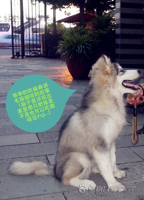 嗯，阿拉轰的不定期「抽风」...