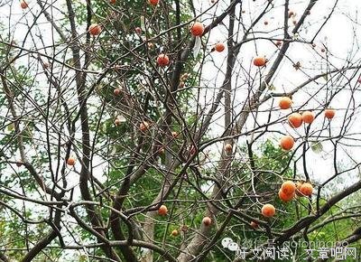 大S：你真是个狠角色