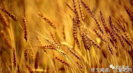 文乡诗苑｜【梅明】风吹过的麦田（外二首）