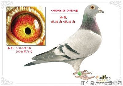 鸽羽读后感10篇