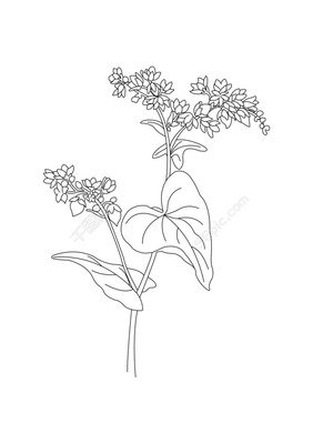 崔建华：独爱苦荞
