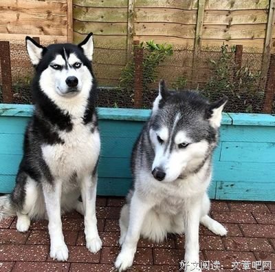 那个火遍朋友圈的单身狗，终终终终终终终于结婚了