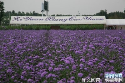 何处有香丘读后感10篇
