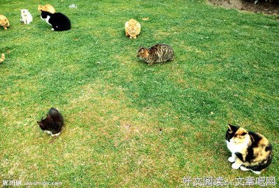 关于花猫的座右铭