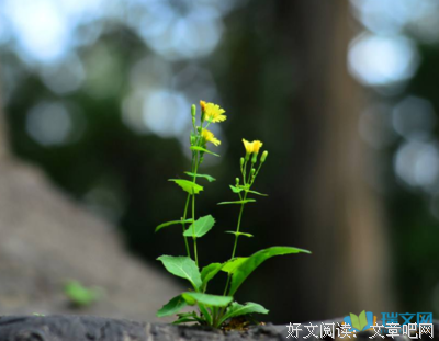 要强的句子