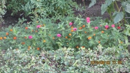 《花园小象波米诺》之三：花园里的忧伤