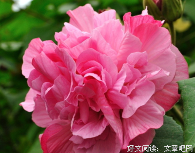 你是几月生？看看你是什么花！