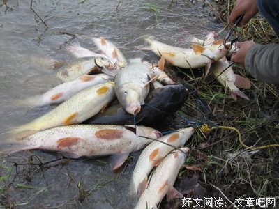 钓鱼是最残忍的杀生，报应来得又快又猛（钓鱼旺季，请速传播）