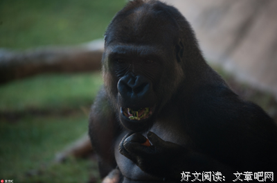 被实验了46年，这只爱撸猫会手语，拥有人类灵魂的大猩猩去世了