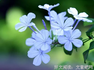 描写别无选择的经典句子