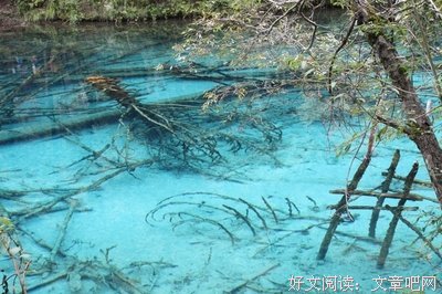 家里的一盆吊兰, 比十公里外的100公顷草坪对你更为重要!