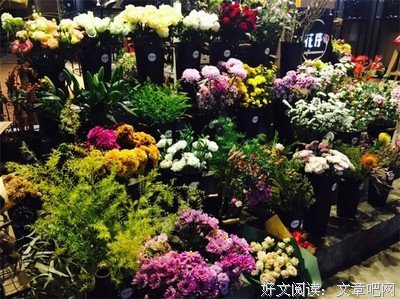 包稚群：逐梦大理