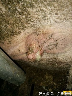 母猪和三个男的关在一起，母猪怀孕了，谁干的？