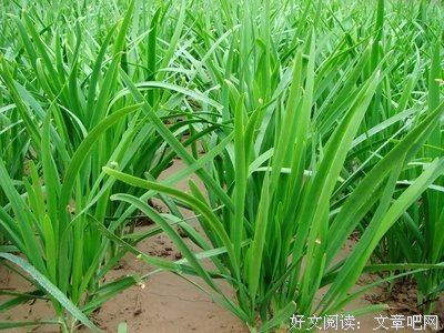年度感动文章：《韭菜》，看哭无数人
