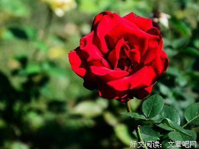 关于花花朵朵的唯美语录